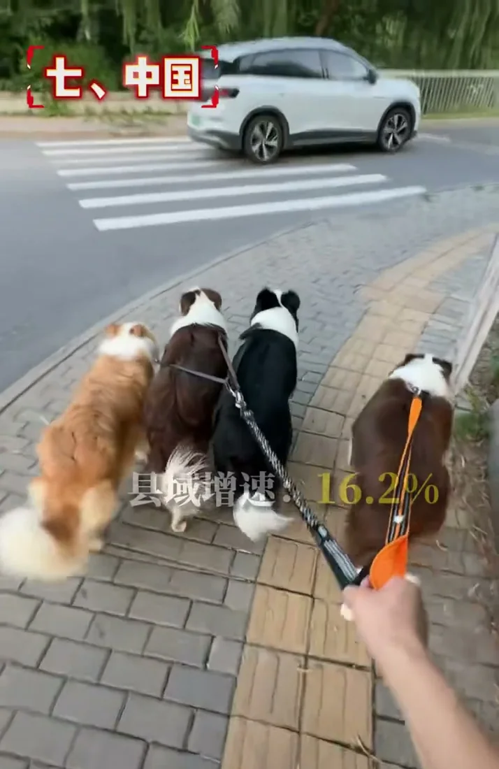 Dogs walking in an urban Chinese setting, representing the growing China pet market
