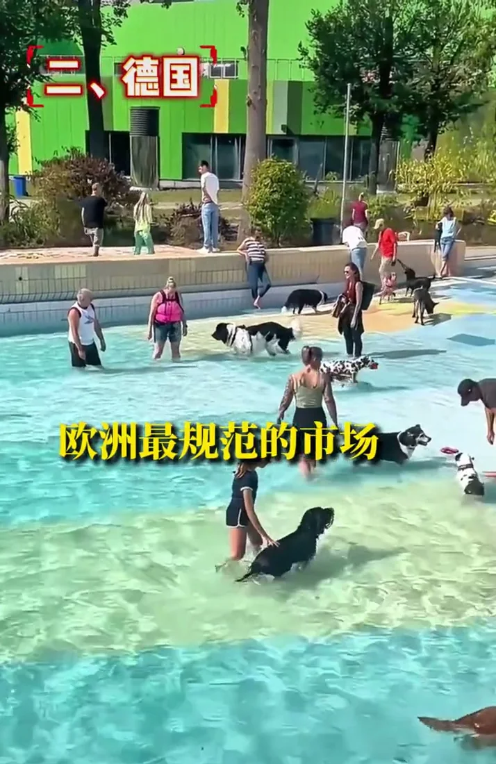 Dogs at a public swimming area in Germany, representing a mature regulated pet market