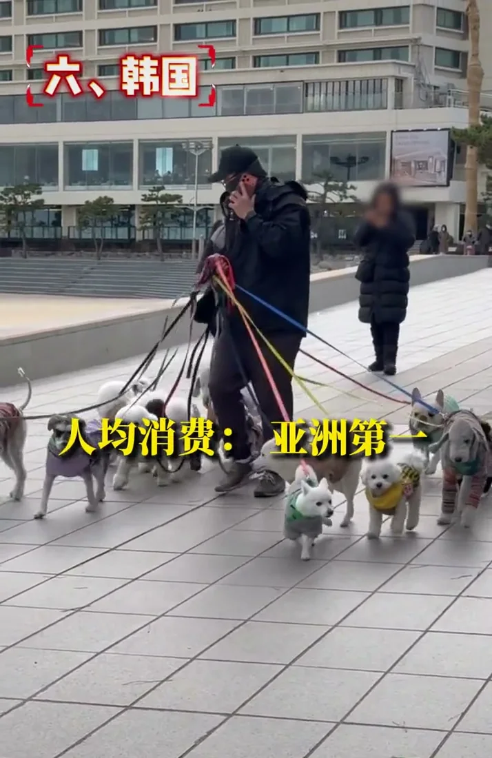 Dogs being walked in Korea, representing high-spending pet services
