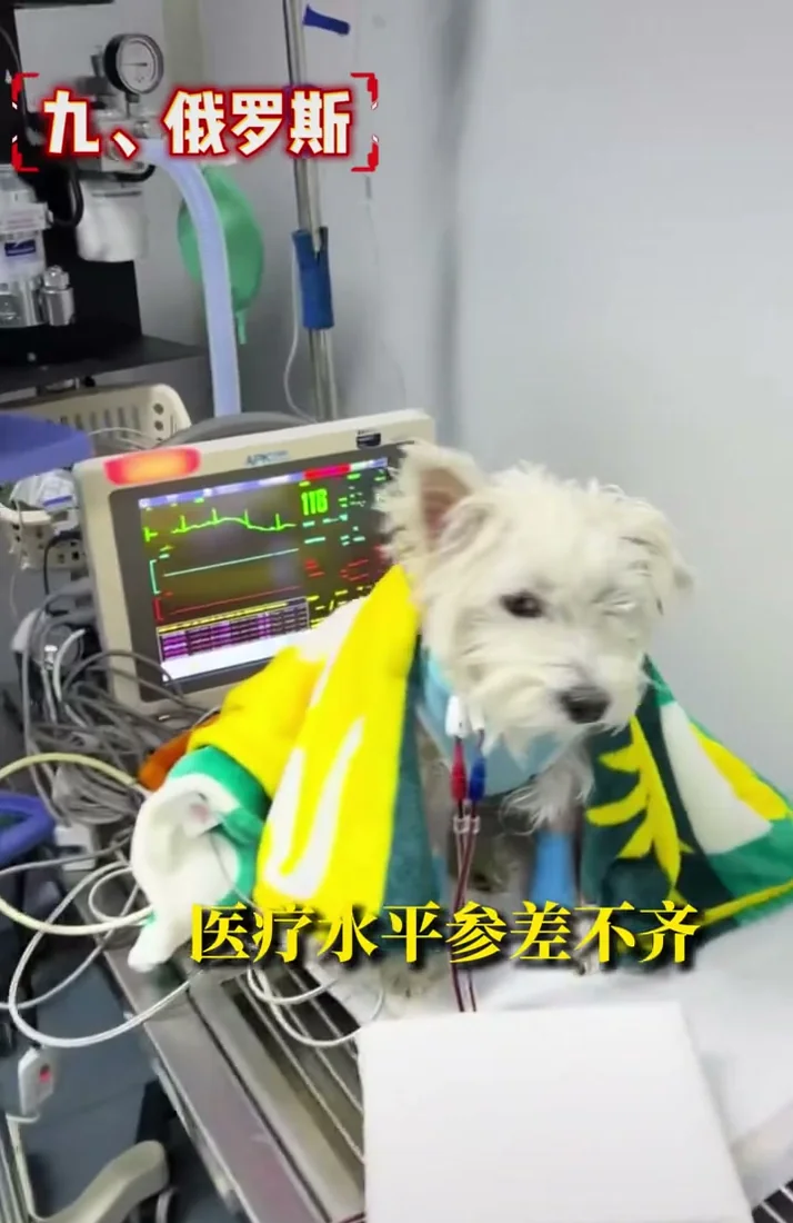 A dog in veterinary care, representing Russia pet healthcare gaps