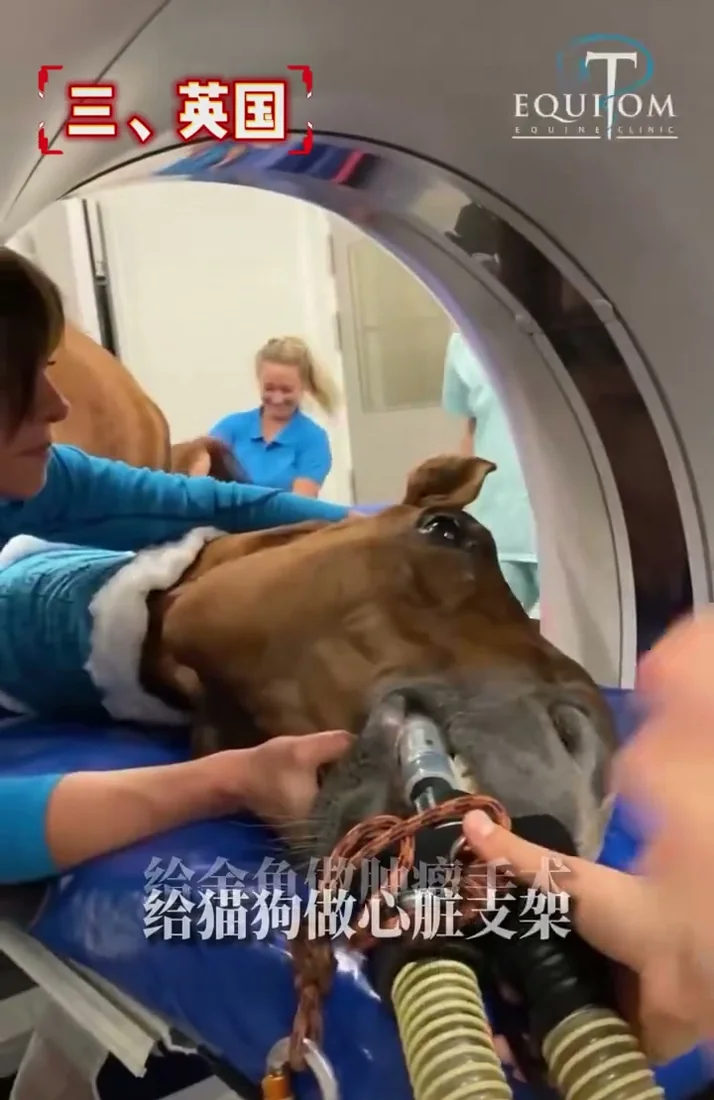 A dog receiving veterinary care, representing the UK pet healthcare and insurance market