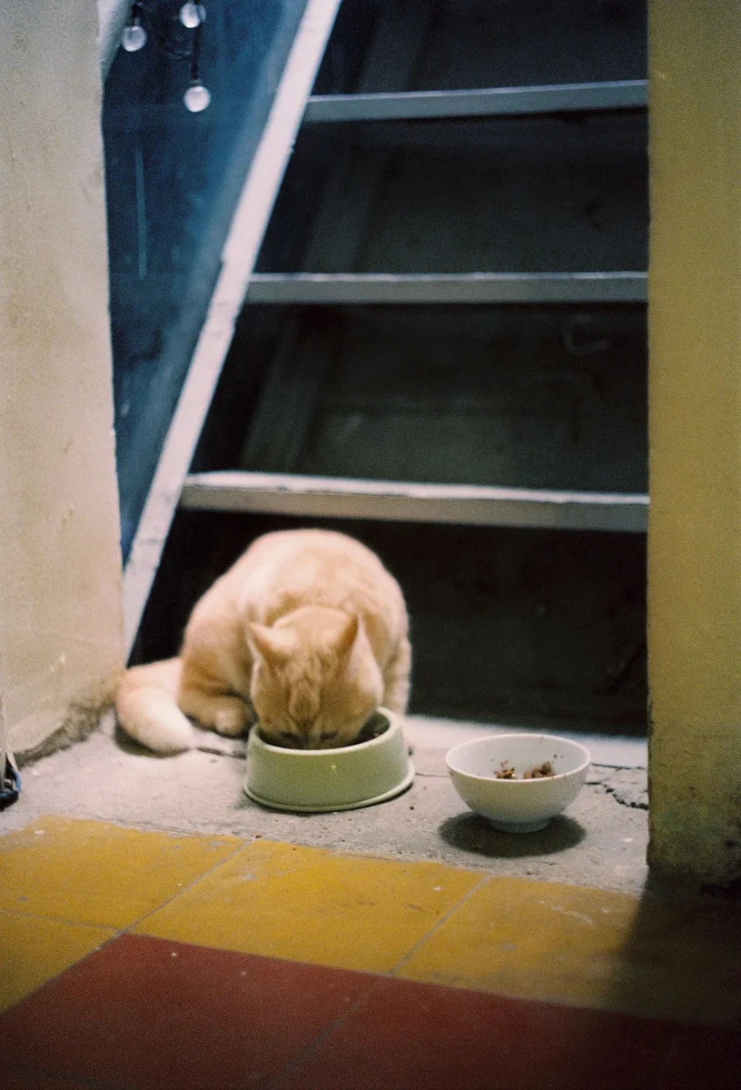 Orange tabby cat eating pet food from a bowl