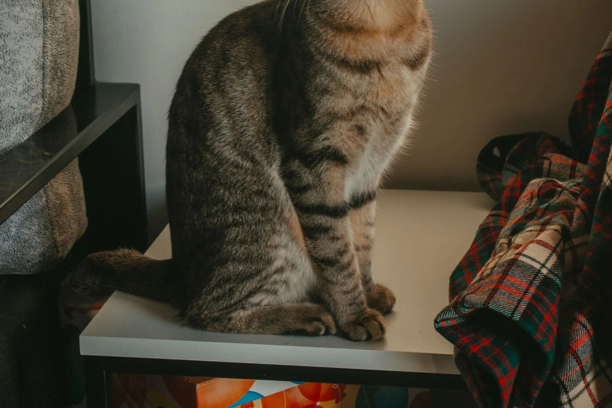 Pet Furniture Innovation in China: Custom Cat Furniture, Dog Feeding Stations and Home-Ready Collections