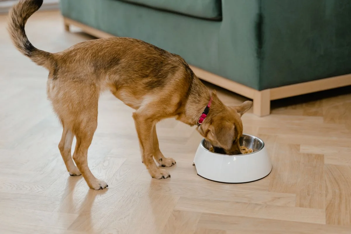 Palatability Is a Reorder Engine: What Pet Food Buyers Should Test Before Scaling a Formula