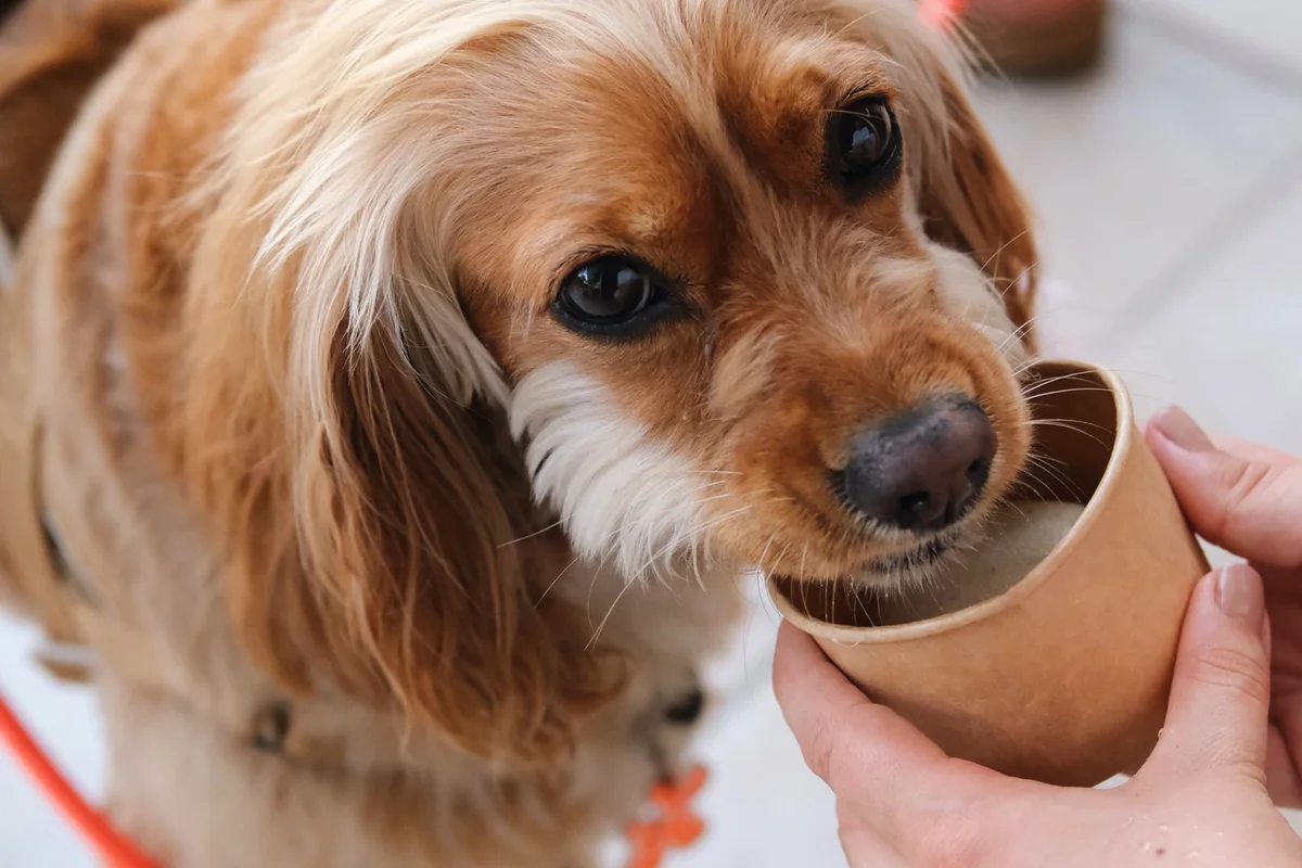 Summer Pet Products Are More Than Cooling Mats: How Retailers Should Plan Hydration, Travel and Care Ranges