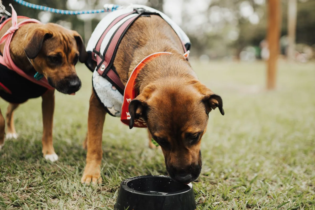Two dogs drinking from a water bowl in a park