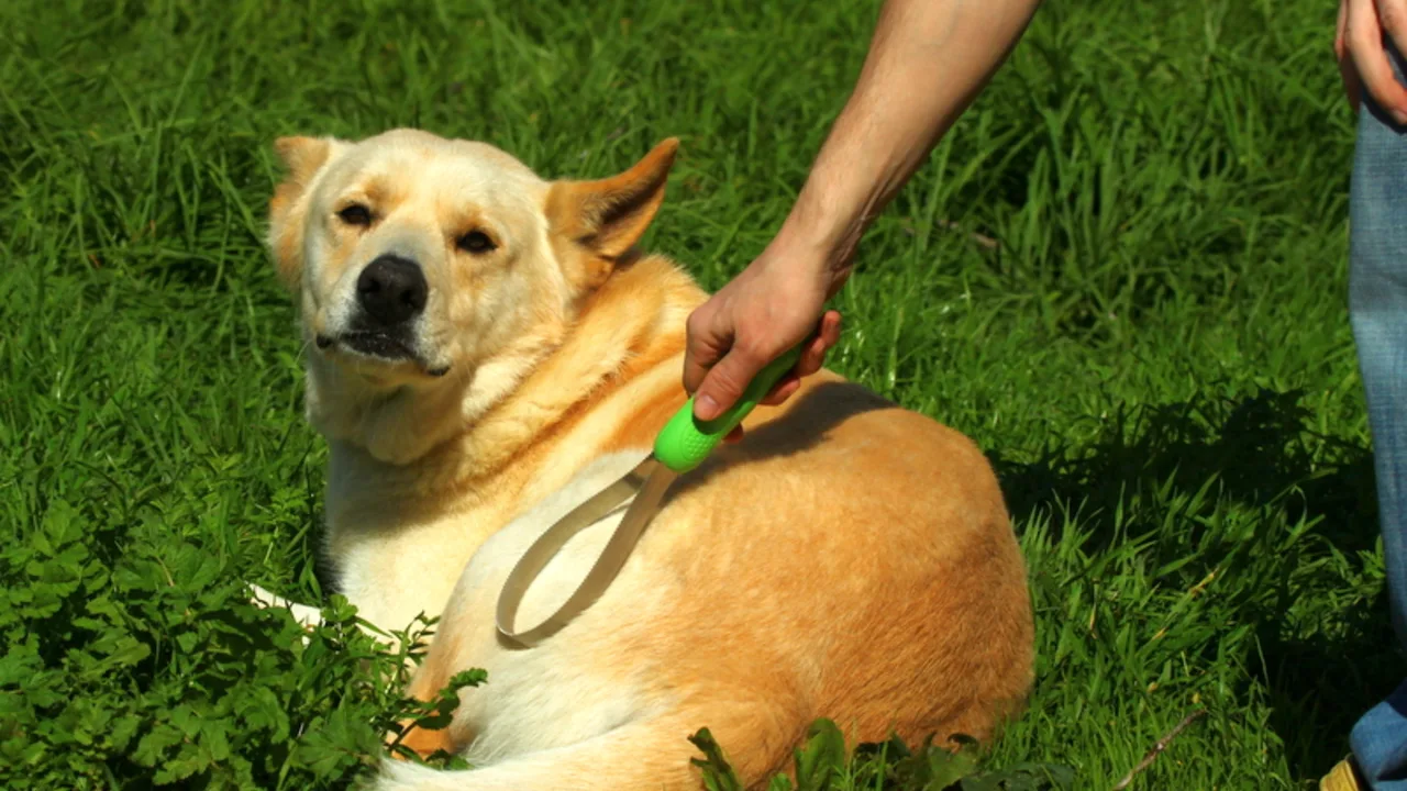 Pet Grooming Products Are a Skin-and-Coat Care Category: What Private Label Buyers Should Check