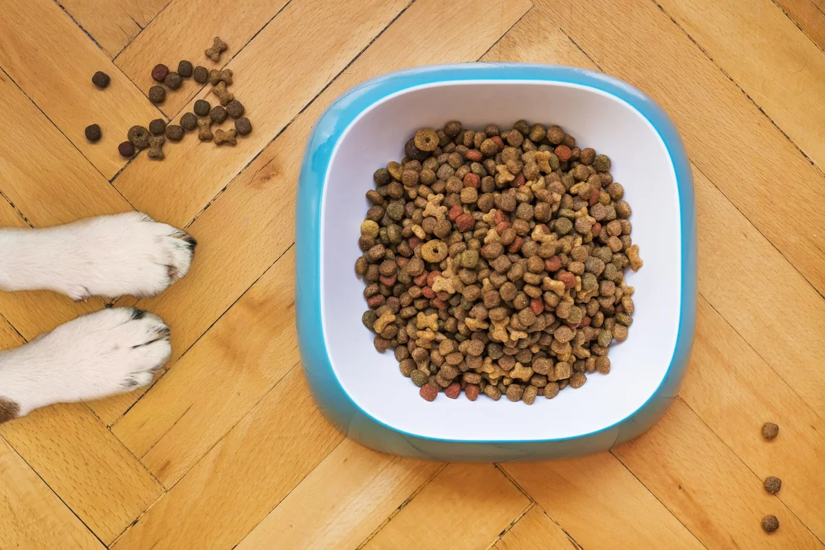 Dog paws beside a bowl of dry food showing a repeat-purchase feeding occasion
