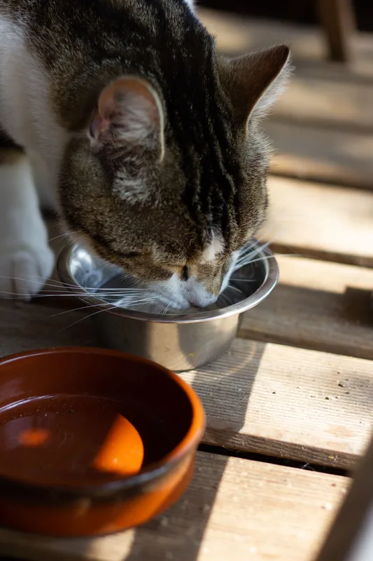 Pet Water Fountain Sourcing: Filters, Spare Parts and Lifetime Value