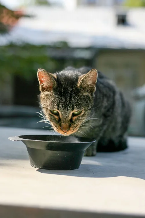 Tabby cat drinking from a black water bowl outdoors
